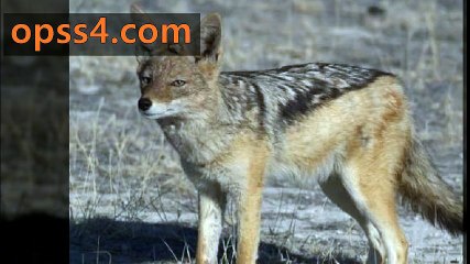 Jackal 부천오피 ∧오피쓰∨ O P S s4.Com 부천건마