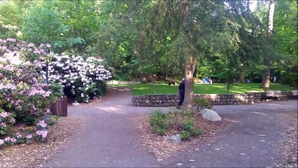 Quand tu rencontres un gros ours dans un parc public... Ouahhh