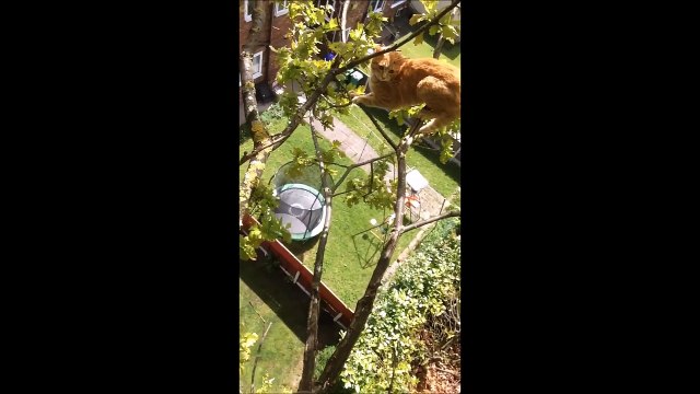 Quand ton chat coincé dans l'arbre préfère sauter en mode Base Jump plutot que d'aller dans tes bras