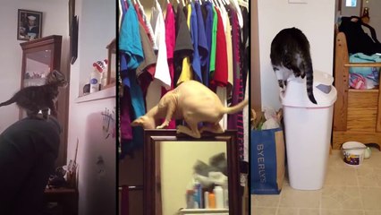 Alors quel chat va éviter le FAIL... Compilation