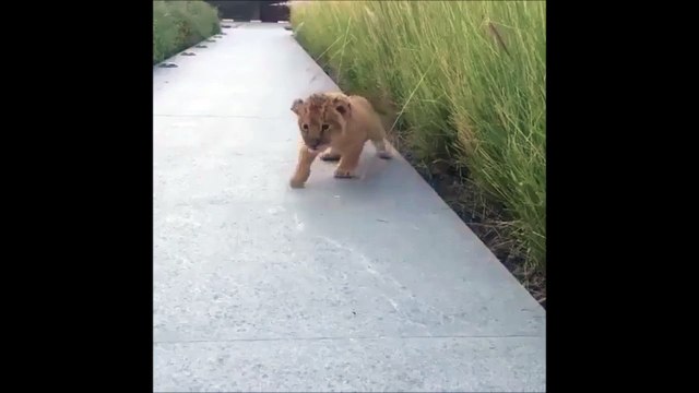 Ce bébé lion a le rugissement le plus adorable qui soit... RRRrrrrrr