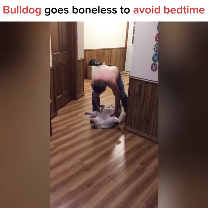 Quand ton chien ne veut pas aller au lit