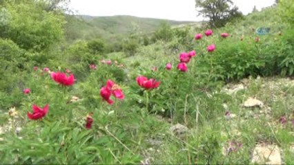 Cehrilik Lalesi Doğayı Kırmızıya Boyadı