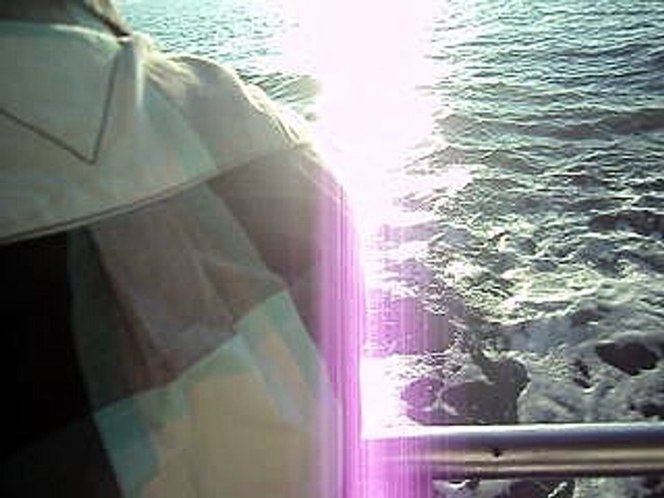 sea gulls eat chips thrown by man...