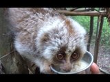 Slow Loris Refuses to Part With Food Bowl