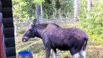 The Moose is Loose - Moose Video fo Kids - Wild Ani