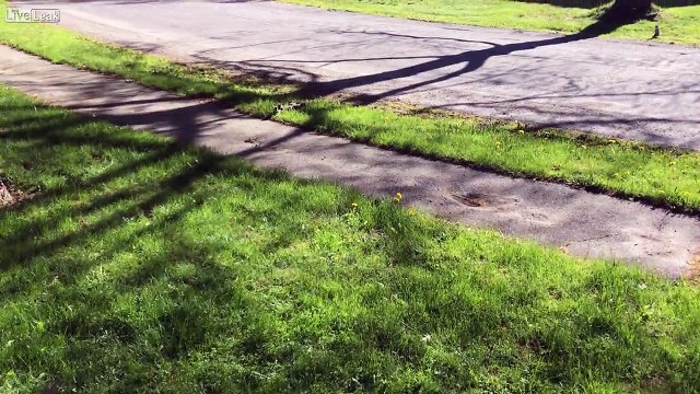 Quatre bébés écureuils se retrouvent coincés à cause de leurs queues qui se sont emmêlées