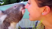 Cute Koalas Playing  Fnny Koala Bears [Funny Pets]