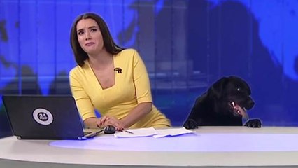Dog interrupts female anchor in live broadcast