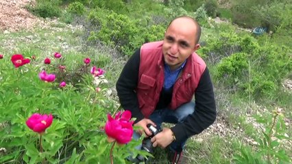 Cehrilik Lalesi Doğayı Kırmızıya Boyadı