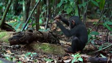 Disneynature - SCHIMPANSEN - Filmclip - N