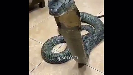 Cobra - コブラ - कोबरा