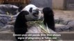 Possible panda pregnancy draws visitors at Tokyo zoo