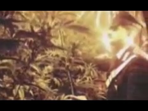 Casamassima (BA) - Coltiva marijuana in casa, arrestato 33enne (25.05.17)