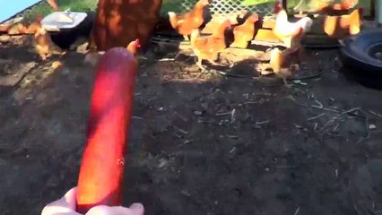 How To Fight a Chicken-u08NGTmxp-E
