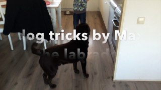 dog tricks