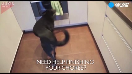 This dog loves to help with chores-iOYzNfTCySw