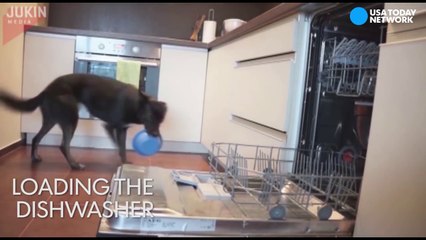 This dog loves to help with chores-iOYzNfTCySw