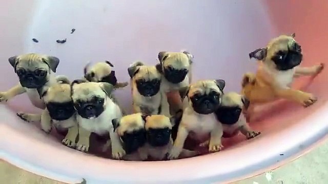 C'est l'heure du pain pour les chiots... Trop mignon