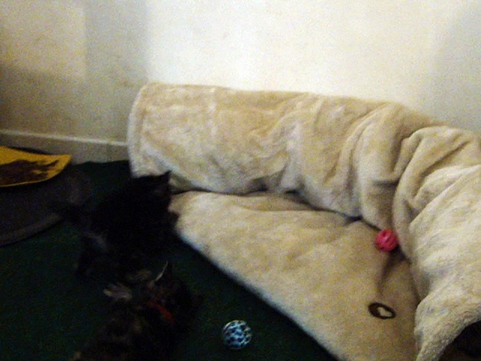 Lumière portée 2017 les chatons ont 1 mois Maine coon