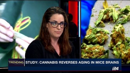 TRENDING | Study: cannabis reverses aging in mice brains | Wednesday, May 24th 2017