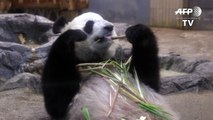 Japon : espoirs de bébé panda géant après un rare accouplement