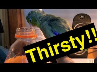 Скачать видео: Bird Shows Bottle Cap Who's Boss