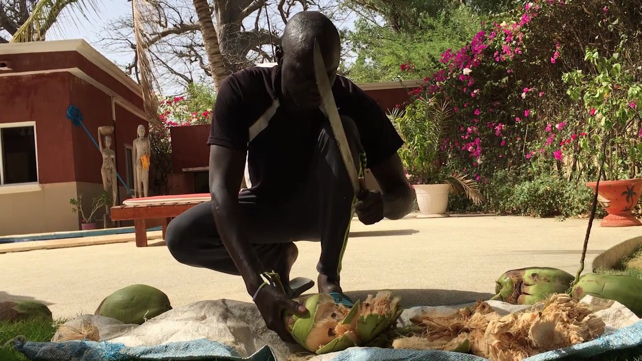 SÉNÉGAL N’GAPAROU SALY – CUEILLETTE & DÉGUSTATION NOIX DE COCO – 7 MAI 2017.