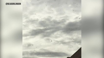 Bee infestation in Greenwich stops traffic, causes chaos