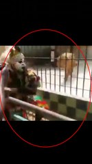 Le lion et le "faux lion" a mourir de rire