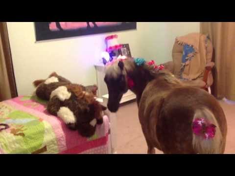 Little Girl Invites Her Pony Inside for a Play Date
