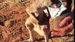 Ce bébé kangourou se dégourdit les jambes... TROP MIGNON