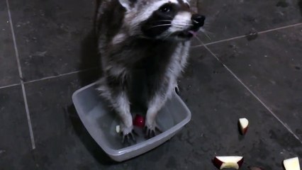 Ce raton laveur lave ses pommes avant de manger !