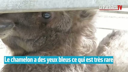 Cirque de Venise  : un bébé chameau rejoint la troupe