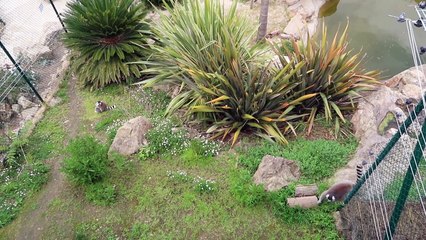 VLOG - SWAN FAIT DU PONEY & NOURRISSAGE DES LAMAS - Parc d'attractions Kid's Island