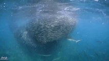 Spectacular Video Shows Schools of Fish Forming a Bait Ball