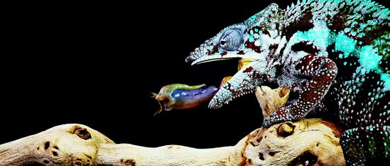 mustansarshabbir786@gmail.com