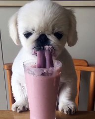 Adorable Puppy Enjoys Milkshake