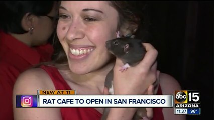 Rat cafe opens in San Francisco
