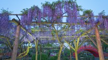 The Wisteria Flower Tunnel in Japan Is the Most Magical Place Ever