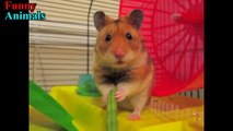 01.Funny Hamsters - A Cute And Funny Hamster Videos Compilation 2017
