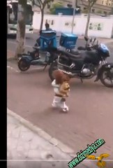 Köpek Gezmesi Alışverişe Giden Köpek