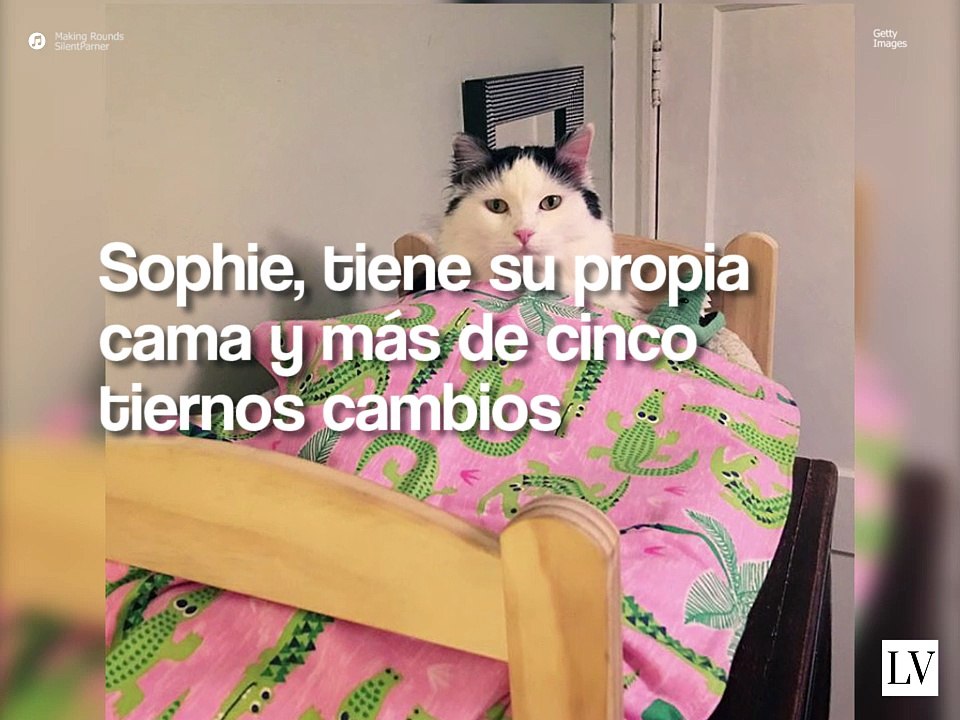 Gatita rescatada duerme en su cama de muñecas -