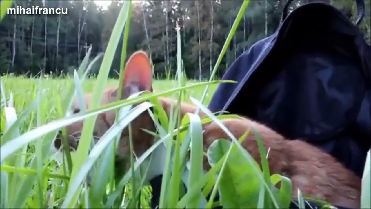funny cats