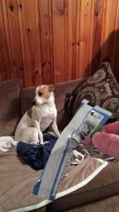 Guilty Dog Eats Granola Bar