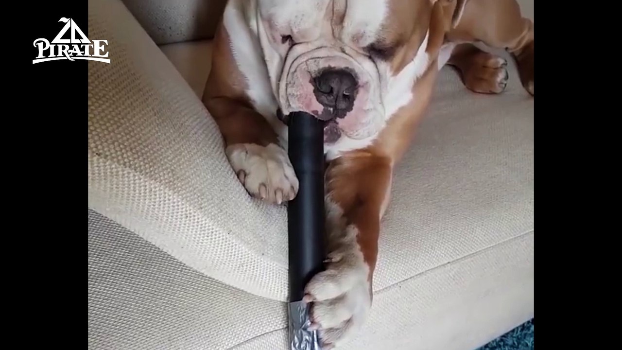 Un chien qui aime les aspirateurs