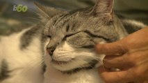 Cat Cuddling Is Now an Actual Job
