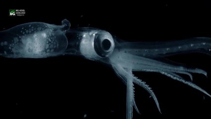 Garip Derin Deniz Canlıları