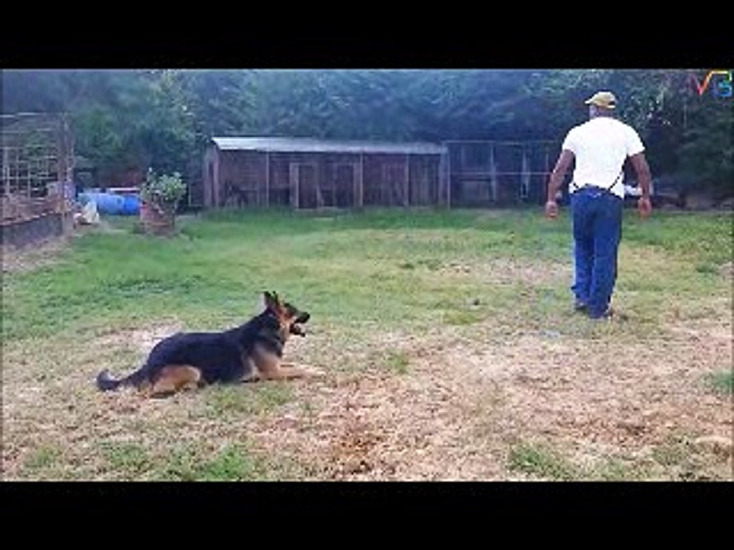 ⁣Dog training in Ireland