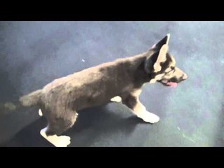 Dog Facinated By Boxing Workout At RGBA IN RIVERSIDE   EsNews Boxing